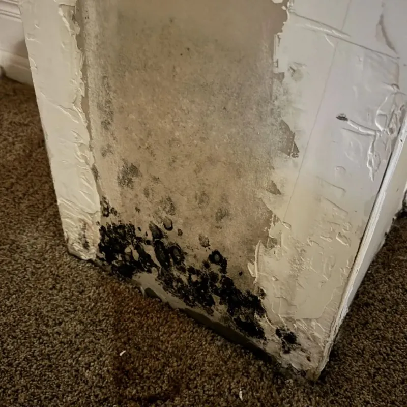 Professional Mold Removal in Fluvanna County, VA